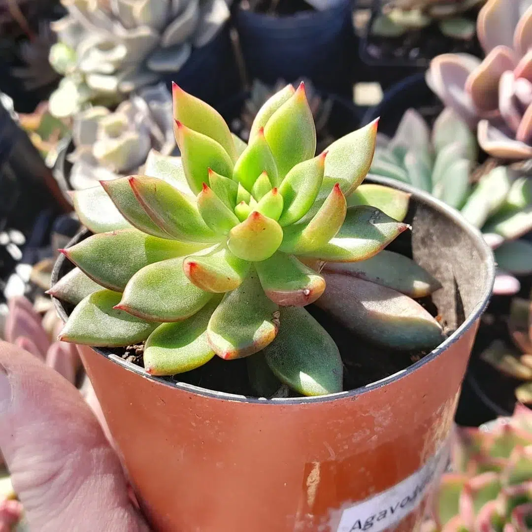 Echeveria Agavoide Jade Point