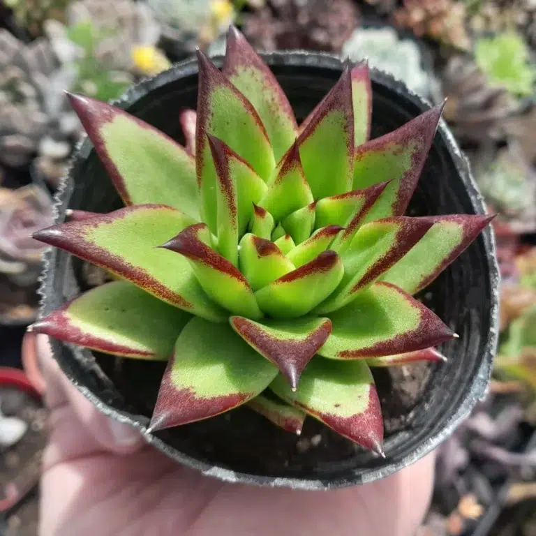 Echeveria Agavoides Red Edge
