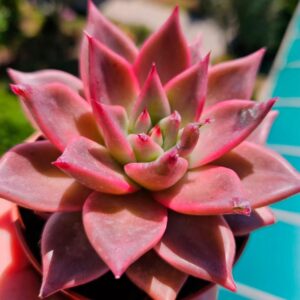 Echeveria Agavoides Romeo