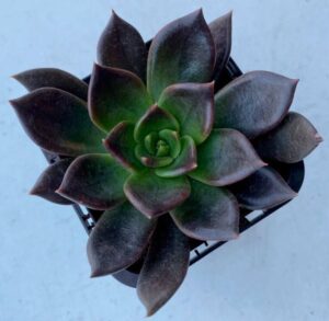 Echeveria Black Prince
