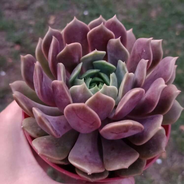 Echeveria Cosmos