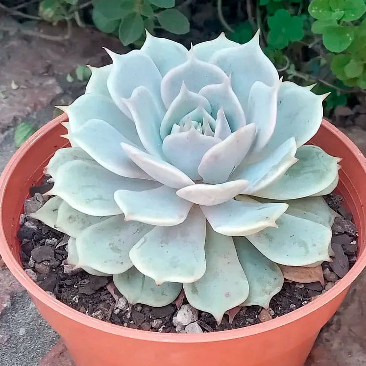 Echeveria Deresina
