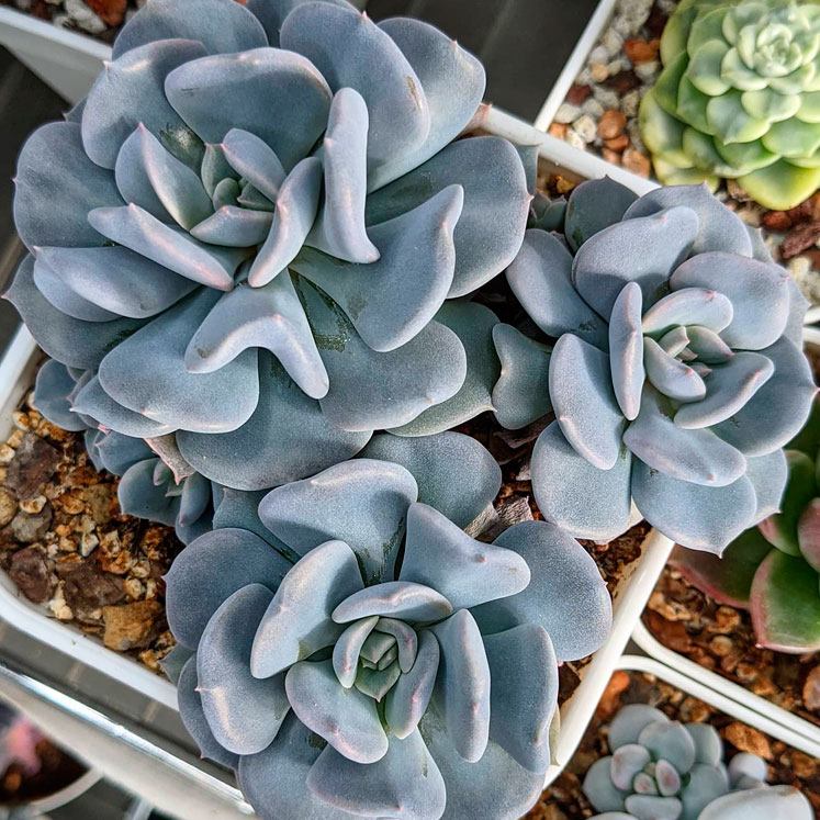 Echeveria Exotic