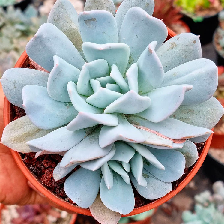 Echeveria Exotic