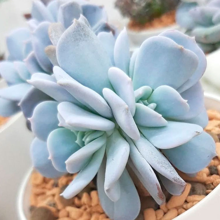 Echeveria Exotic