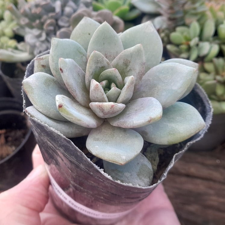Como cuidar la Echeveria Germany Champagne