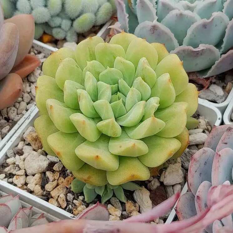 Echeveria Irish Mint