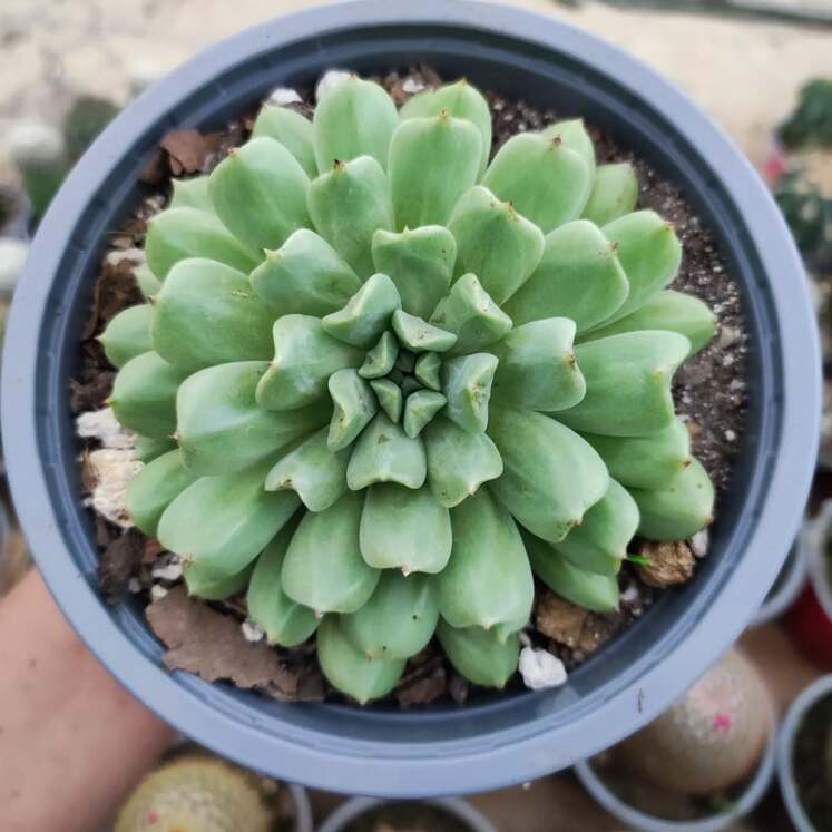 Echeveria Irish Mint