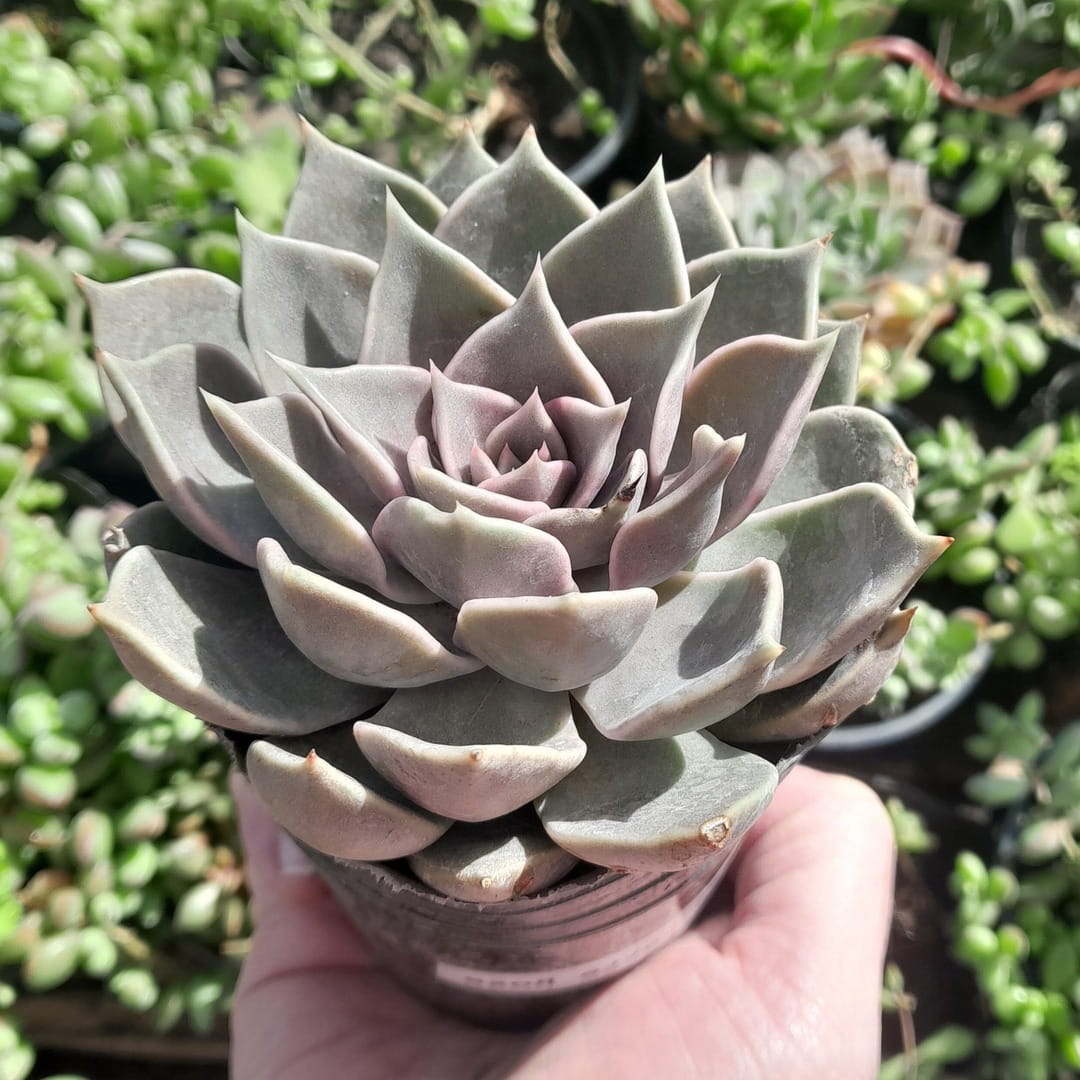 Echeveria Latte Rose