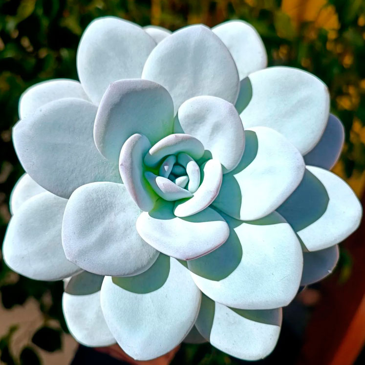 Como cuidar la Echeveria Laui