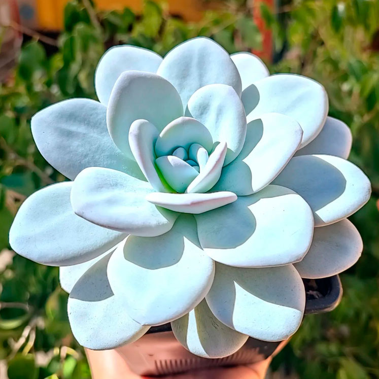 Como cuidar la Echeveria Laui