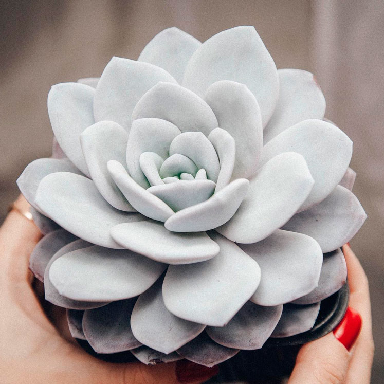 Cuidados de Echeveria Laui