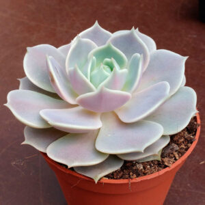 Echeveria Lola