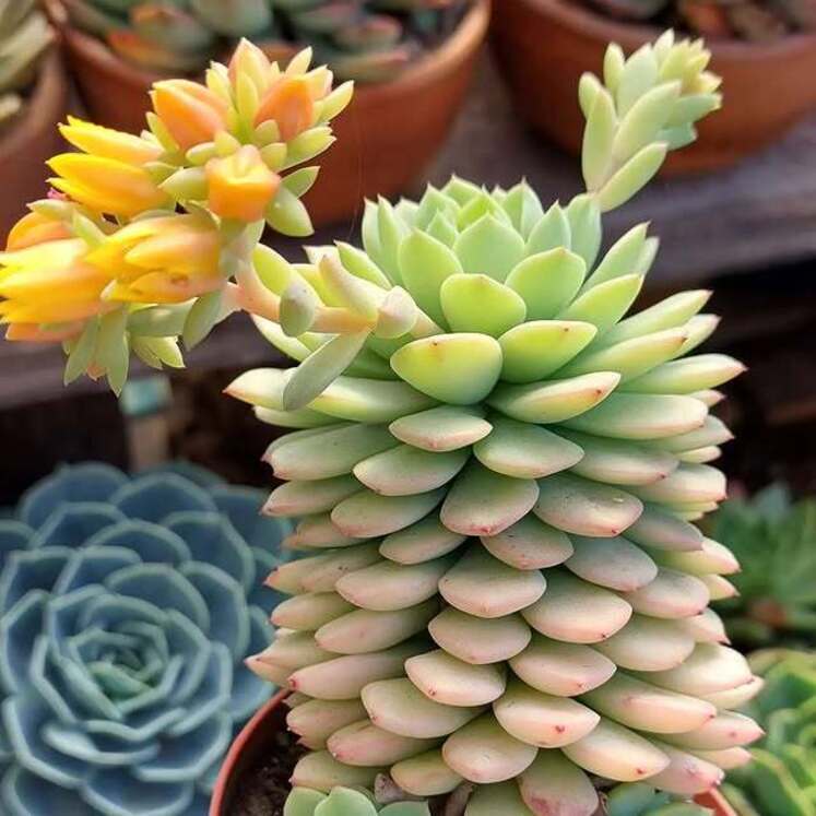 Echeveria Macadamia