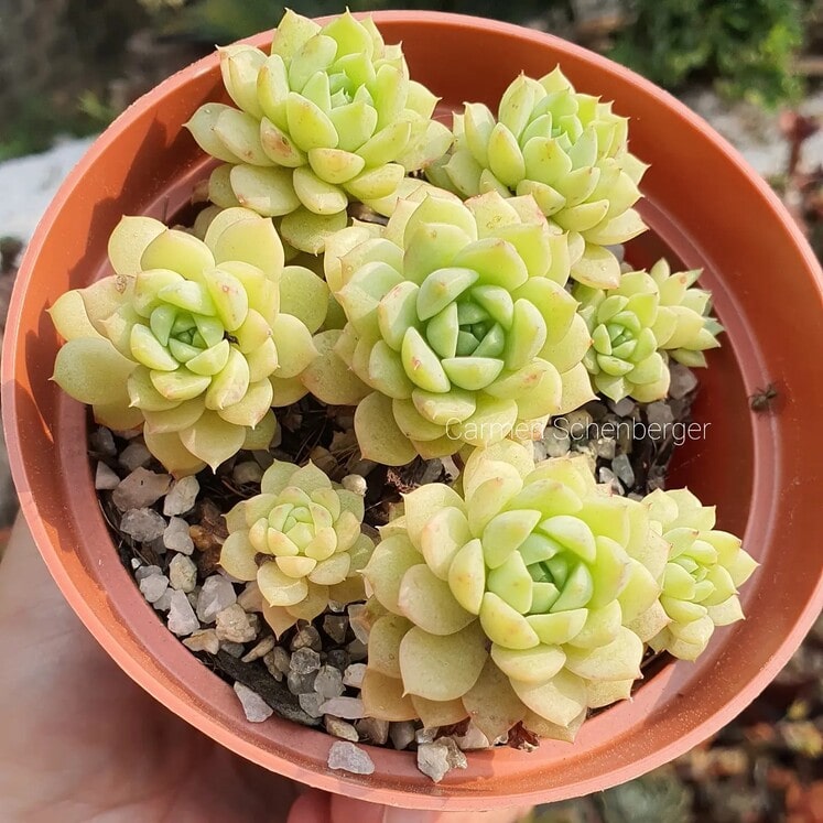 Echeveria Macadamia
