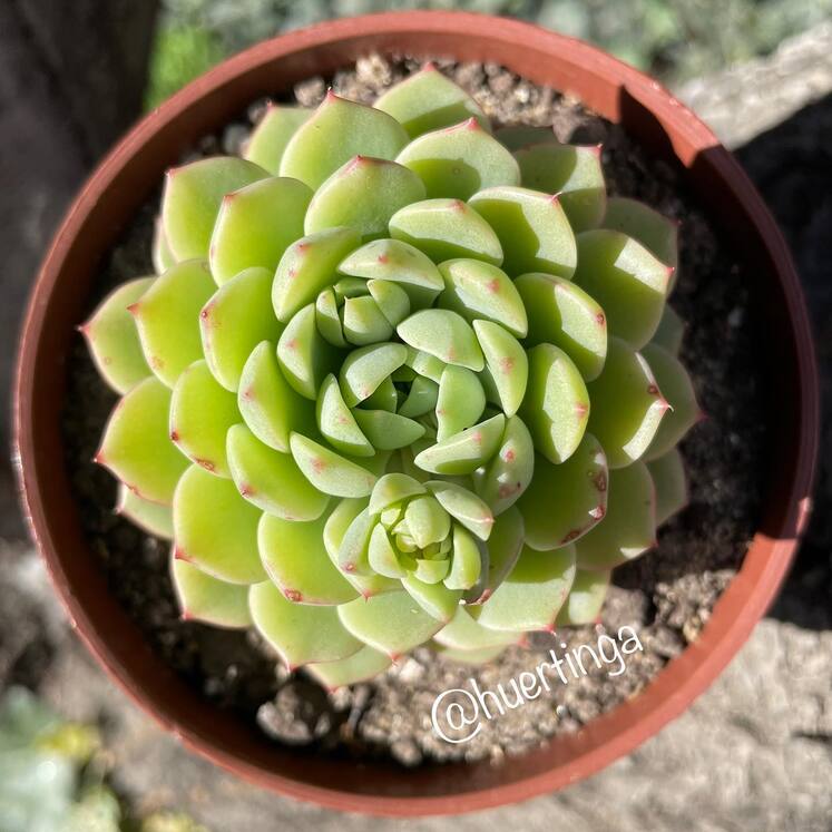 Echeveria Macadamia