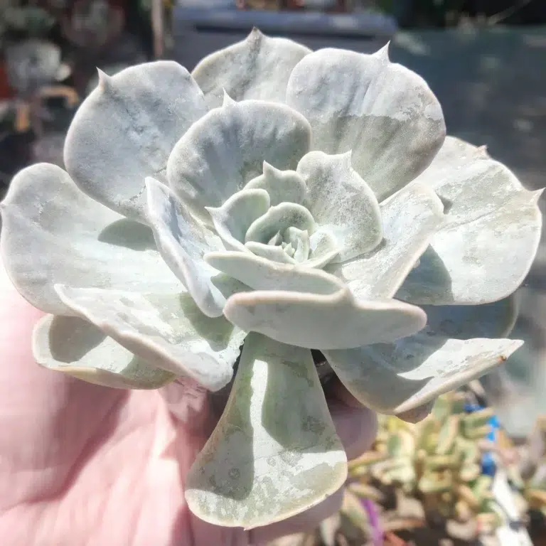 Echeveria Marble