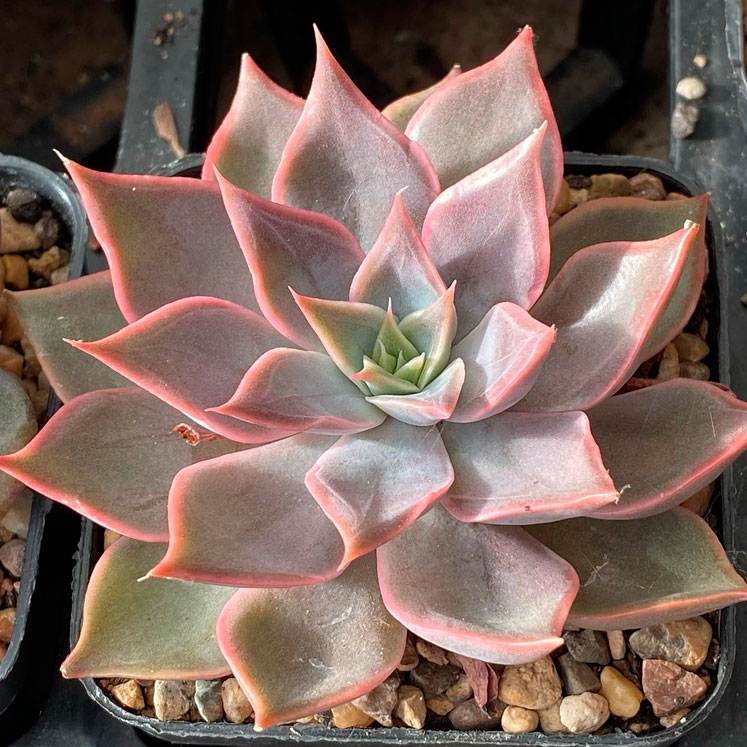 Echeveria Mensa