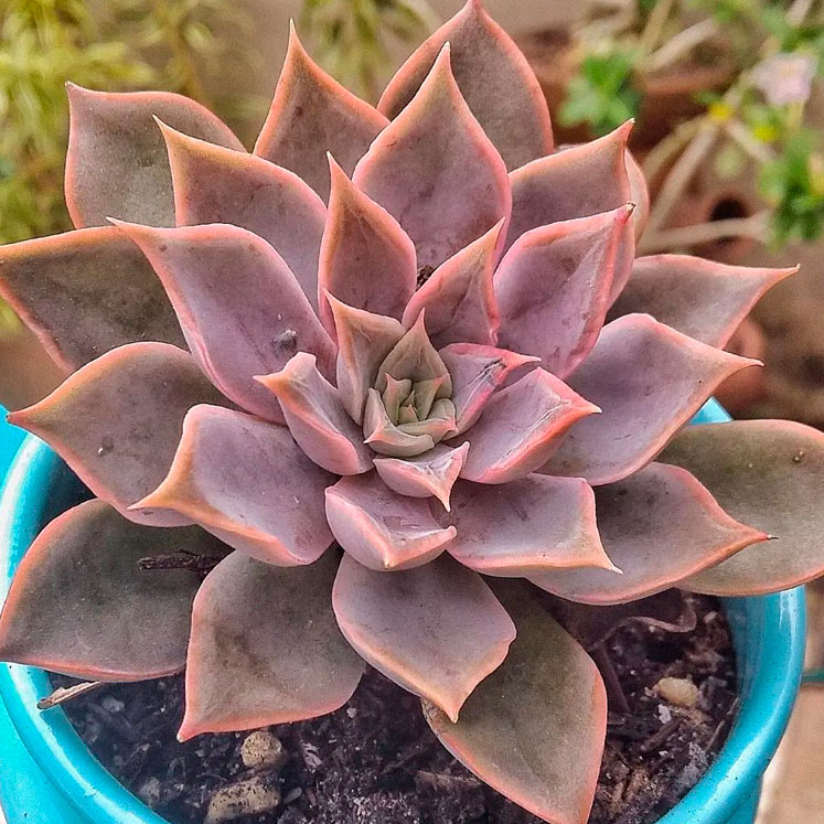Echeveria Mensa