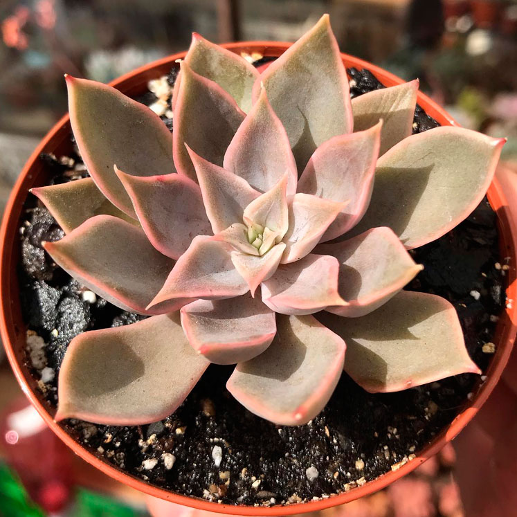 Echeveria Mensa