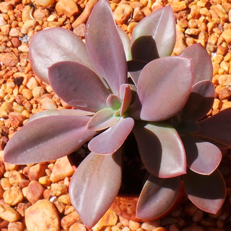Echeveria Metallica