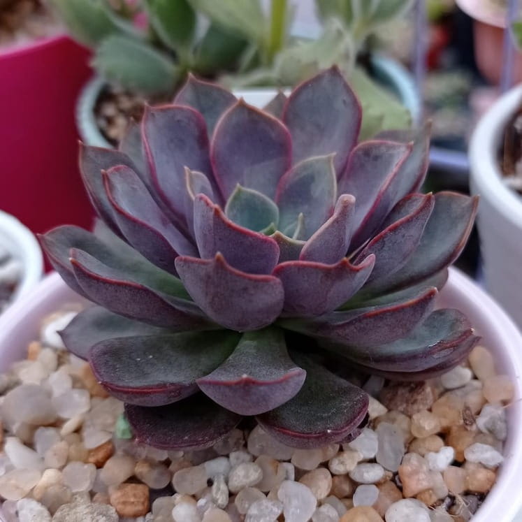 Echeveria Mina