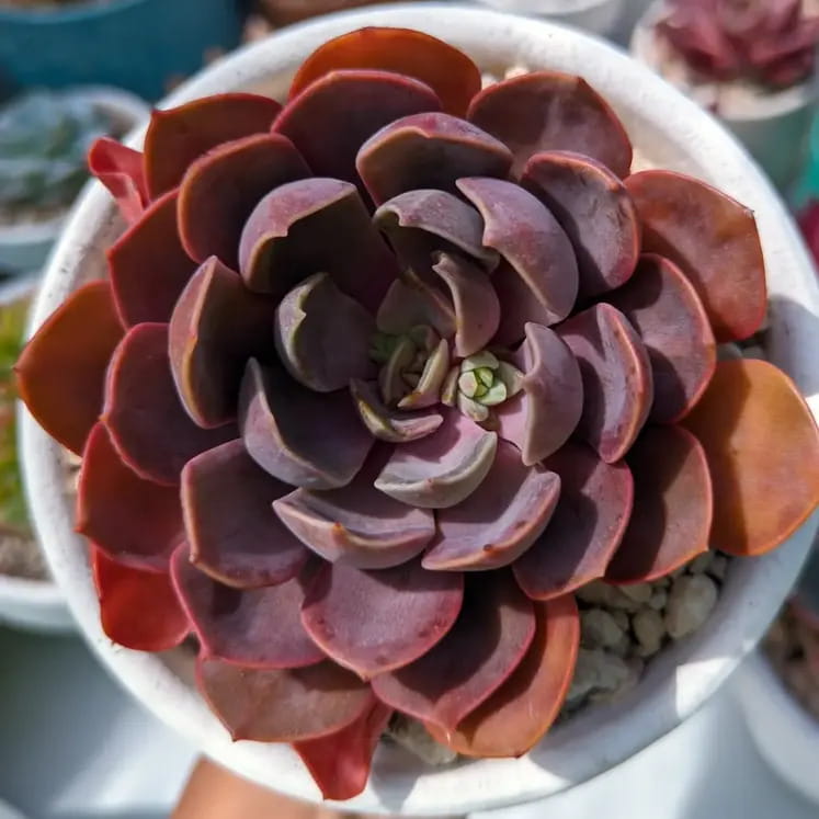 Echeveria Mina