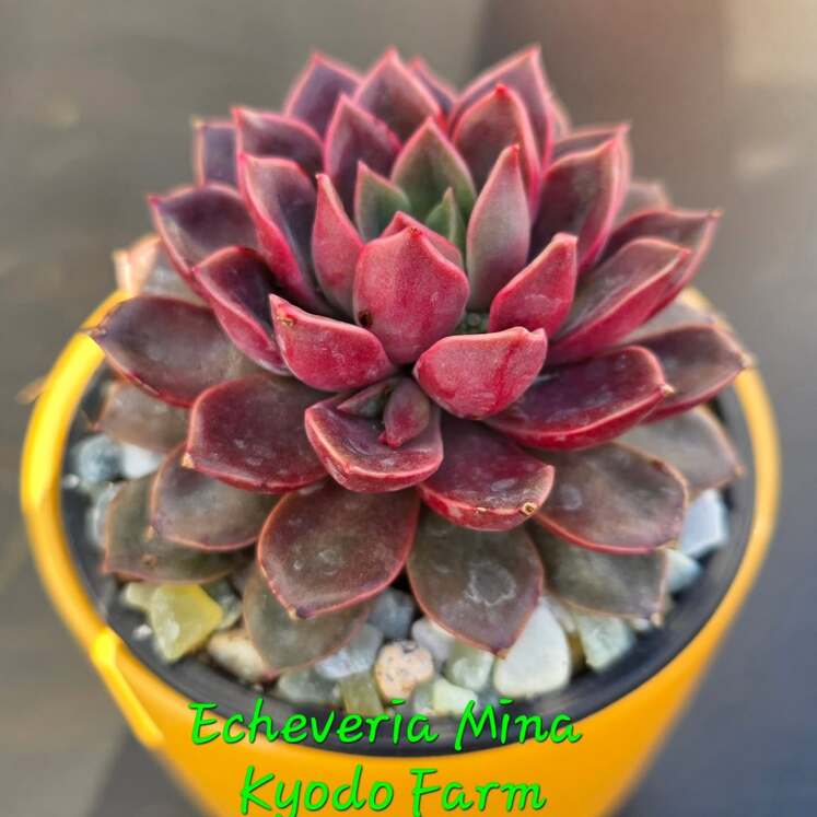 Echeveria Mina