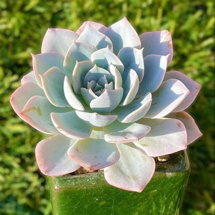 Echeveria Morning Beauty
