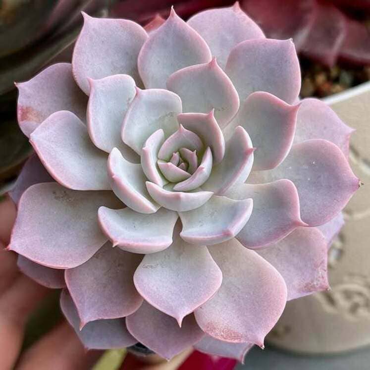 Echeveria Morning Beauty