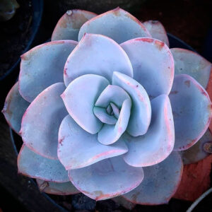 Echeveria Nivea