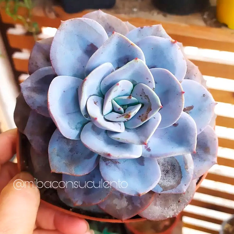 Echeveria Nivea