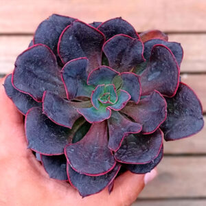 Echeveria Painted Frills