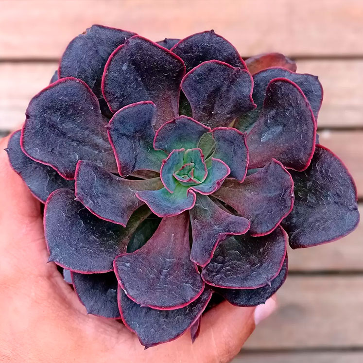 Echeveria Painted Frills