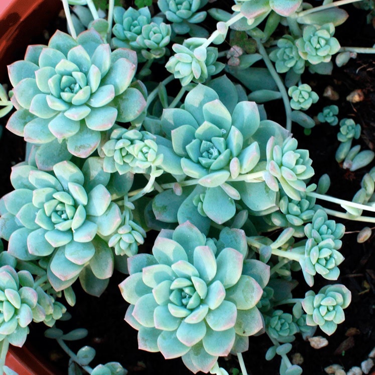 Echeveria Prolifica