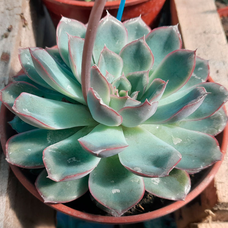 Echeveria Pulidonis