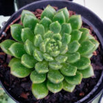 Echeveria Ron Evans