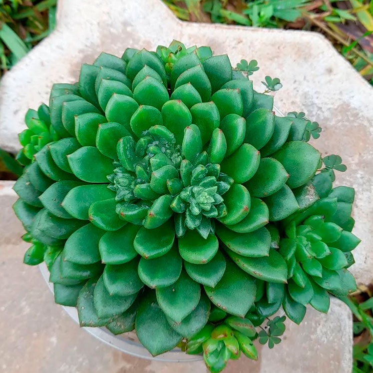 Echeveria Ron Evans