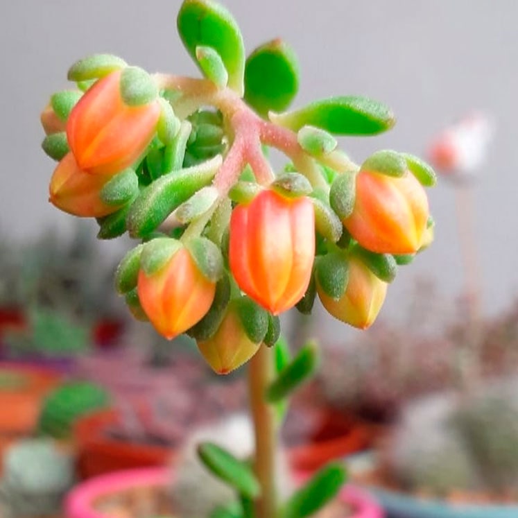 Flores de Echeveria Ron Evans