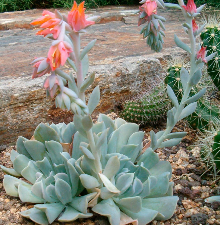 Echeveria-Runyonii-Topsy-Turvy