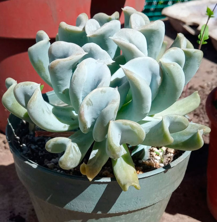 Echeveria-Runyonii-Topsy-Turvy