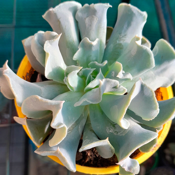 Echeveria-Runyonii-Topsy-Turvy