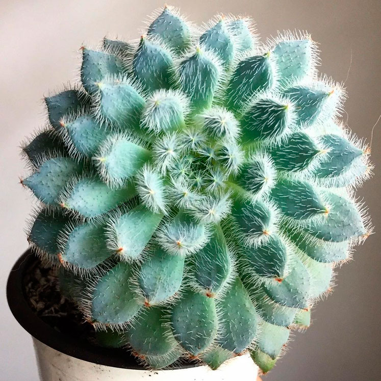 Echeveria Setosa