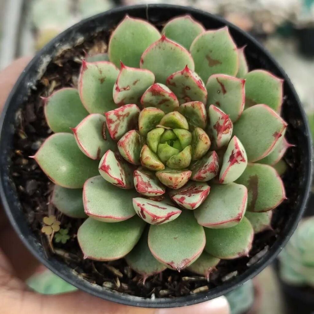 Echeveria Swallow