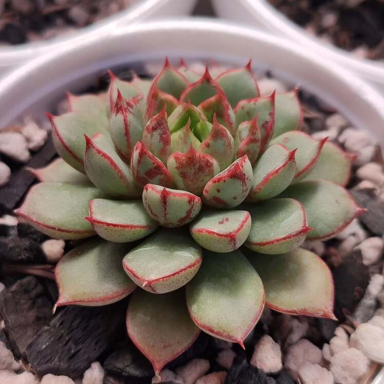 Echeveria Swallow