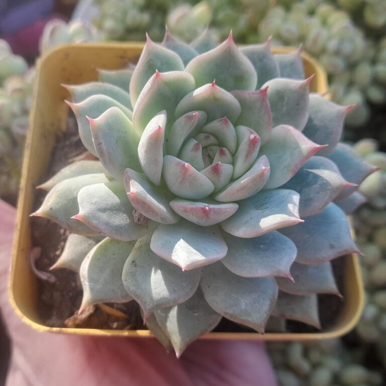 Echeveria Tippy