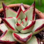 Echeveria agavoides Ebony
