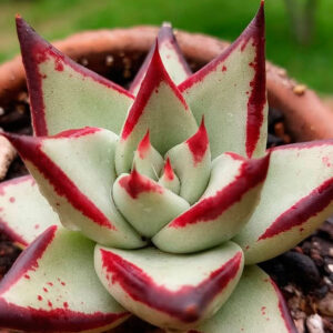 Echeveria agavoides Ebony