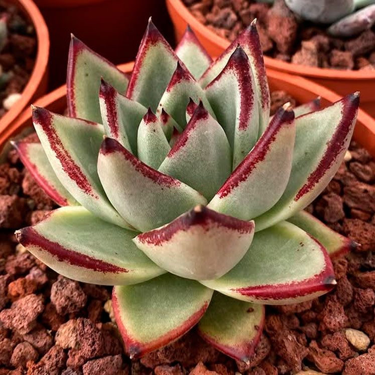 Echeveria agavoides Ebony