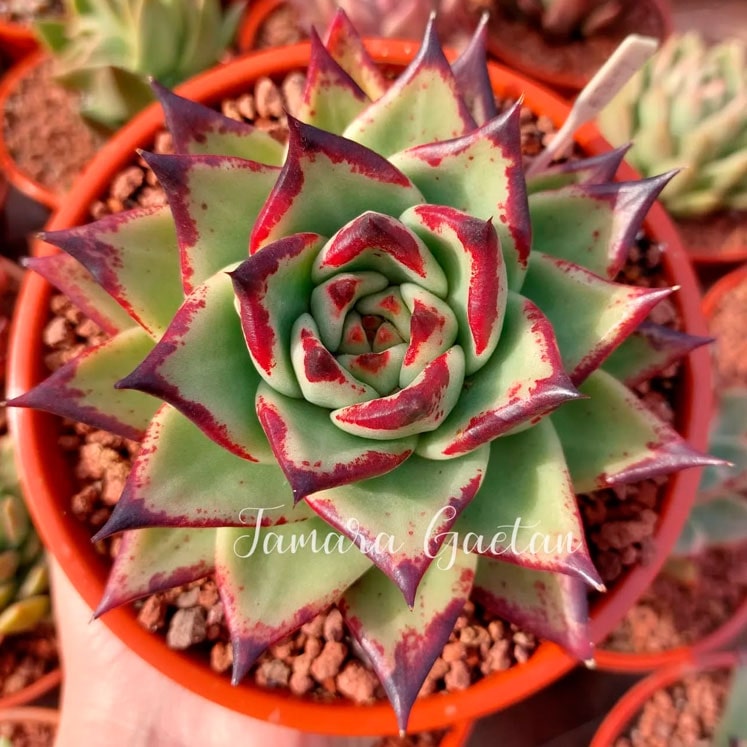 Echeveria agavoides Ebony